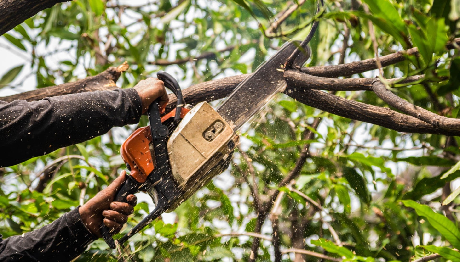 Expert Tree trimming services in Santa Ana
